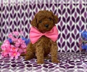 Poodle (Toy) Puppy for sale in LANCASTER, PA, USA