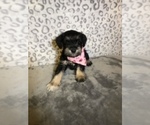 Small Photo #4 Schnauzer (Miniature) Puppy For Sale in BALLWIN, MO, USA
