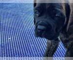 Small Photo #27 American Mastiff Puppy For Sale in ALEXANDRIA, VA, USA