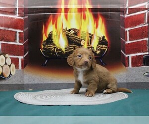 Dachshund Puppy for sale in CHANUTE, KS, USA