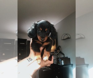 Dachshund Puppy for sale in SUMMERVILLE, SC, USA