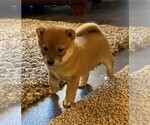 Small Photo #2 Shiba Inu Puppy For Sale in SNOHOMISH, WA, USA