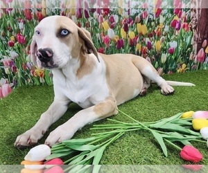 Catahoula Leopard Dog Puppy for sale in CUMBY, TX, USA