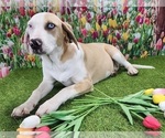 Image preview for Ad Listing. Nickname: Duchess 2024 F4