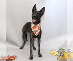 SARABI - Female Holland Shepherd Dog for Adoption - Small photo