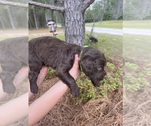 Boykin Spaniel Puppy for sale in LEXINGTON, SC, USA