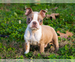 Boston Terrier Puppy for sale in CONYERS, GA, USA