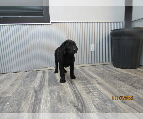 Medium Photo #2 Labrador Retriever Puppy For Sale in SARCOXIE, MO, USA