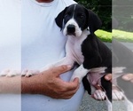 Puppy Champ Great Dane