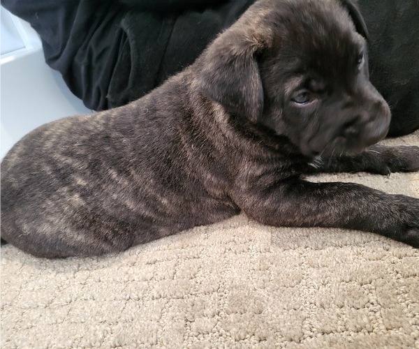 Medium Photo #3 Dutch Shepherd Dog Puppy For Sale in LEANDER, TX, USA