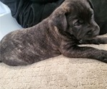 Small Photo #4 Dutch Shepherd Dog Puppy For Sale in LEANDER, TX, USA