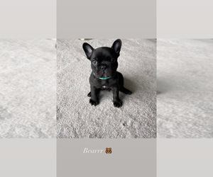 French Bulldog Puppy for sale in HANOVER, PA, USA