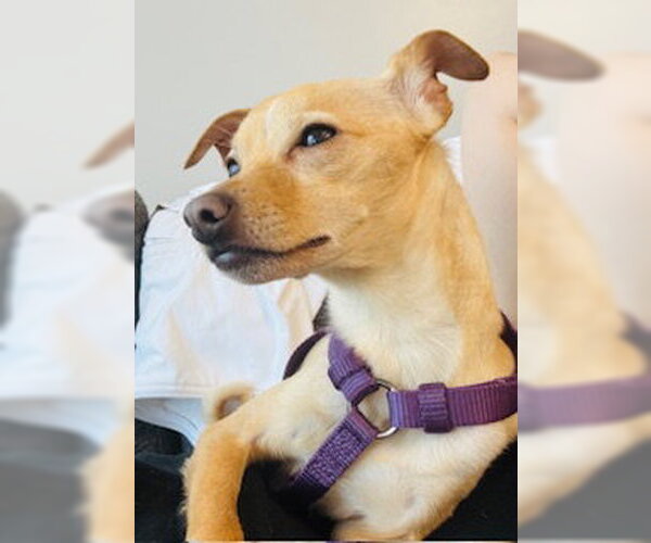 Medium Photo #5 Chihuahua-Unknown Mix Puppy For Sale in Sandy, UT, USA