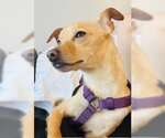 Small #4 Chihuahua Mix