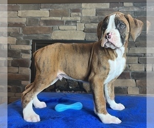 Boxer Puppy for sale in NOBLESVILLE, IN, USA