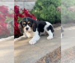 Small Photo #4 Cavalier King Charles Spaniel Puppy For Sale in CANOGA, NY, USA
