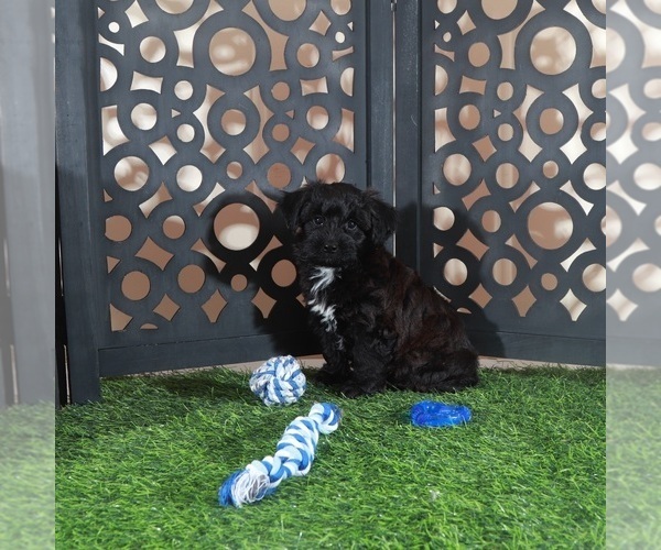 Medium Photo #4 Yorkiepoo mix (+ Poodle Toy) Puppy For Sale in MOUNT VERNON, OH, USA