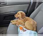 Small Photo #10 Golden Retriever Puppy For Sale in KNOXVILLE, TN, USA