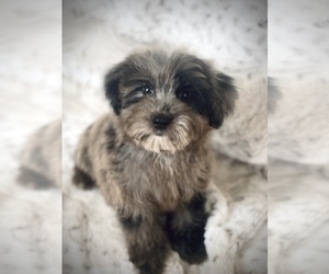 Aussiedoodle Miniature  Puppy for Sale in CROSSVILLE, Tennessee USA