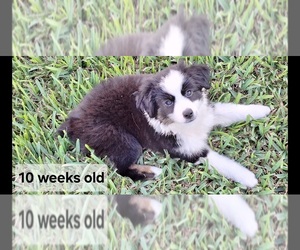 Miniature Australian Shepherd Puppy for sale in POPLARVILLE, MS, USA