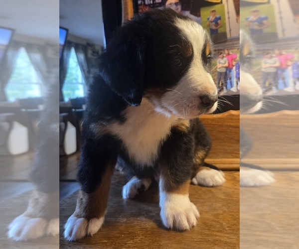 Medium Photo #13 Bernese Mountain Dog Puppy For Sale in HILLSBORO, OH, USA