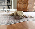 Small #2 Golden Retriever Mix