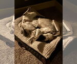 Small #3 German Shepherd Dog