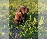 Small Photo #5 Labrador Retriever Puppy For Sale in EUSTACE, TX, USA