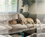 Small Photo #15 Retriever -Unknown Mix Puppy For Sale in Holly Springs, NC, USA