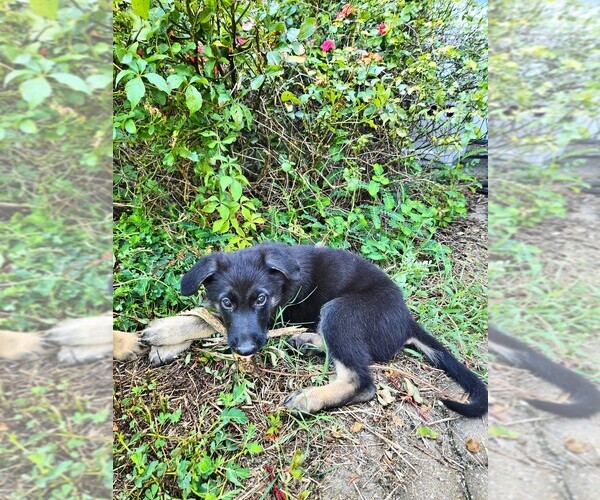 Medium Photo #4 German Shepherd Dog Puppy For Sale in LEXINGTON, SC, USA