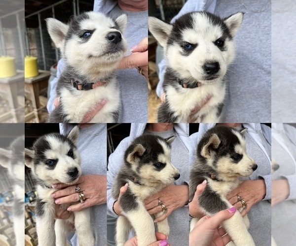 Medium Photo #1 Siberian Husky Puppy For Sale in PONTOTOC, MS, USA