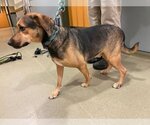 Small #3 Beagle Mix