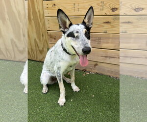 Red Heeler-Unknown Mix Dogs for adoption in The Woodlands, TX, USA