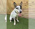 Small Red Heeler Mix