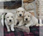 Small Photo #3 Golden Retriever Puppy For Sale in HONEY BROOK, PA, USA