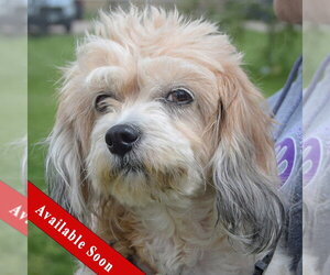 Cavachon Dogs for adoption in Huntley, IL, USA