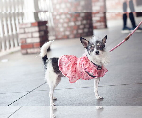 Medium Photo #7 Jack Chi Puppy For Sale in San Jose, CA, USA