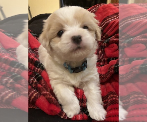 Medium Photo #46 Coton de Tulear Puppy For Sale in BIG RAPIDS, MI, USA