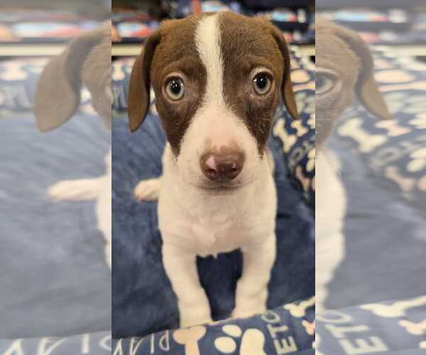 Medium Photo #1 Doxle Puppy For Sale in Pipe Creek, TX, USA
