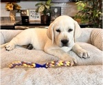 Small Photo #4 Labrador Retriever Puppy For Sale in GREENWOOD, IN, USA