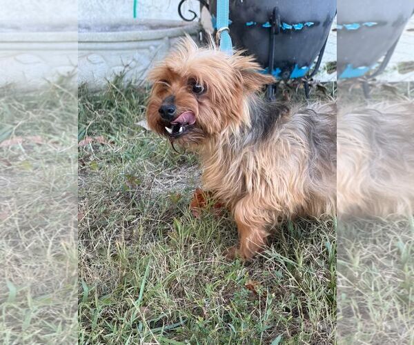Medium Photo #3 Mutt Puppy For Sale in HOPKINSVILLE/PRINCETON, KY, NH, USA