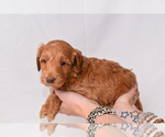 Puppy Archie Goldendoodle (Miniature)