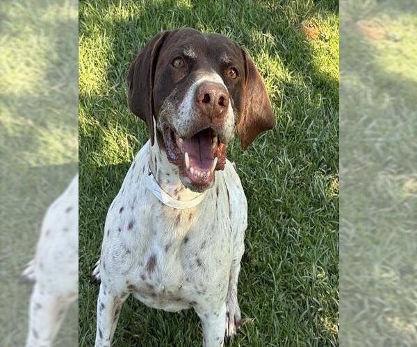Medium Photo #1 German Shorthaired Pointer Puppy For Sale in Riverside, CA, USA