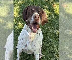 German Shorthaired Pointer Dogs for adoption in Riverside, CA, USA