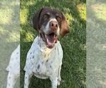 Small German Shorthaired Pointer
