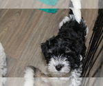 Small Photo #4 Maltese-Schnoodle (Miniature) Mix Puppy For Sale in PUEBLO WEST, CO, USA