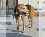 Small Photo #22 Beagle Puppy For Sale in Tampa, FL, USA