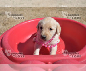 Labrador Retriever Puppy for sale in SANGER, TX, USA