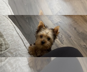 Yorkshire Terrier Puppy for sale in LUGOFF, SC, USA