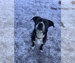 Small #4 Bulldog Mix